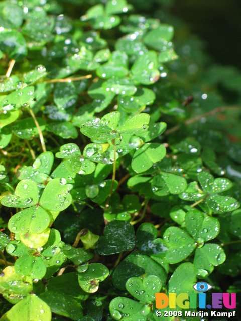 24070 Rain drops on clovers